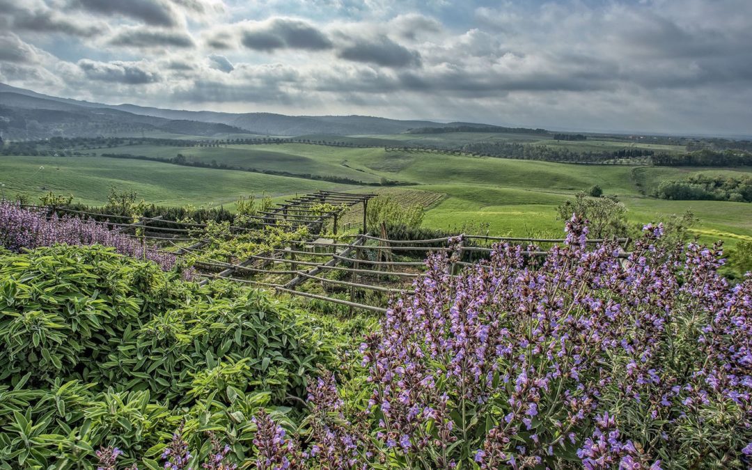 Azienda Agricola Le Tassinaie