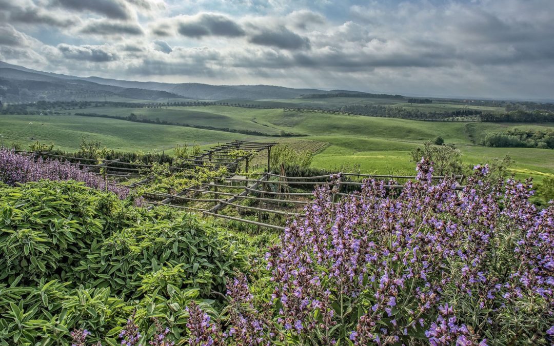 Azienda Agricola Le Tassinaie