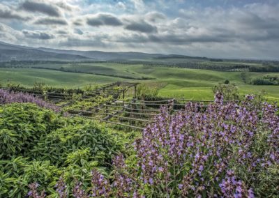 Azienda Agricola Le Tassinaie