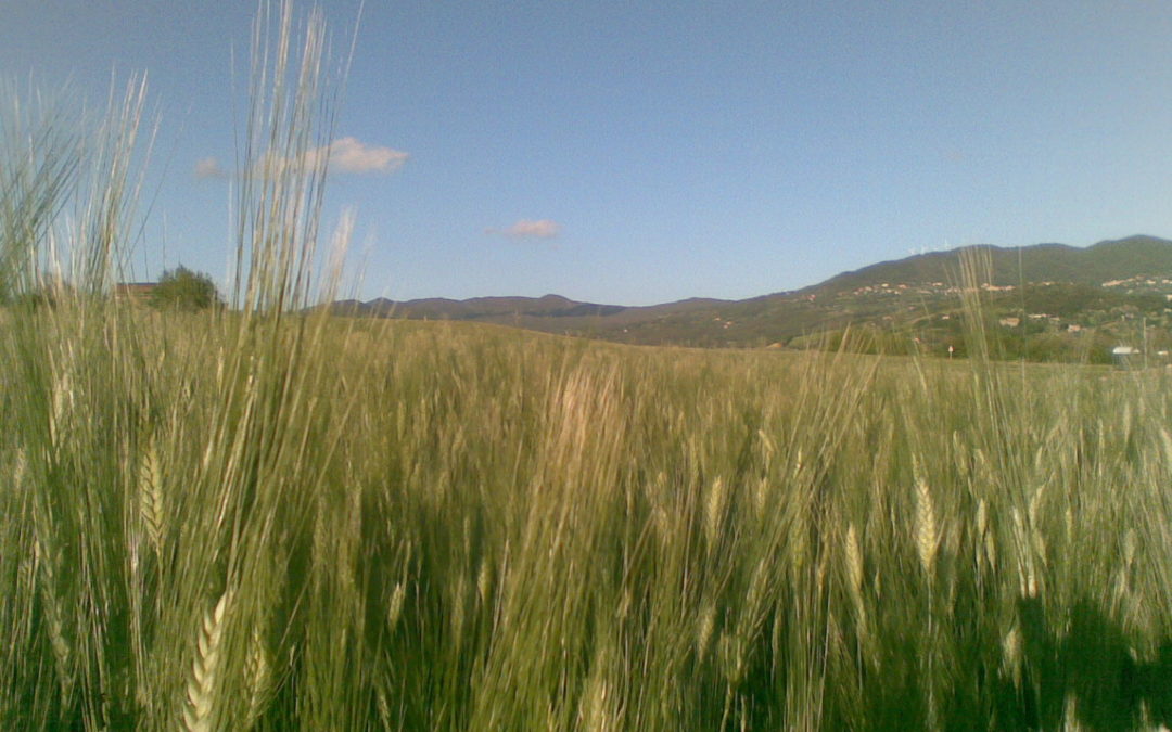 Terre di Creta – Azienda Agricola Biologica