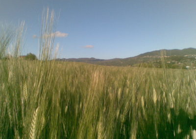 Terre di Creta (Azienda Agricola Biologica)