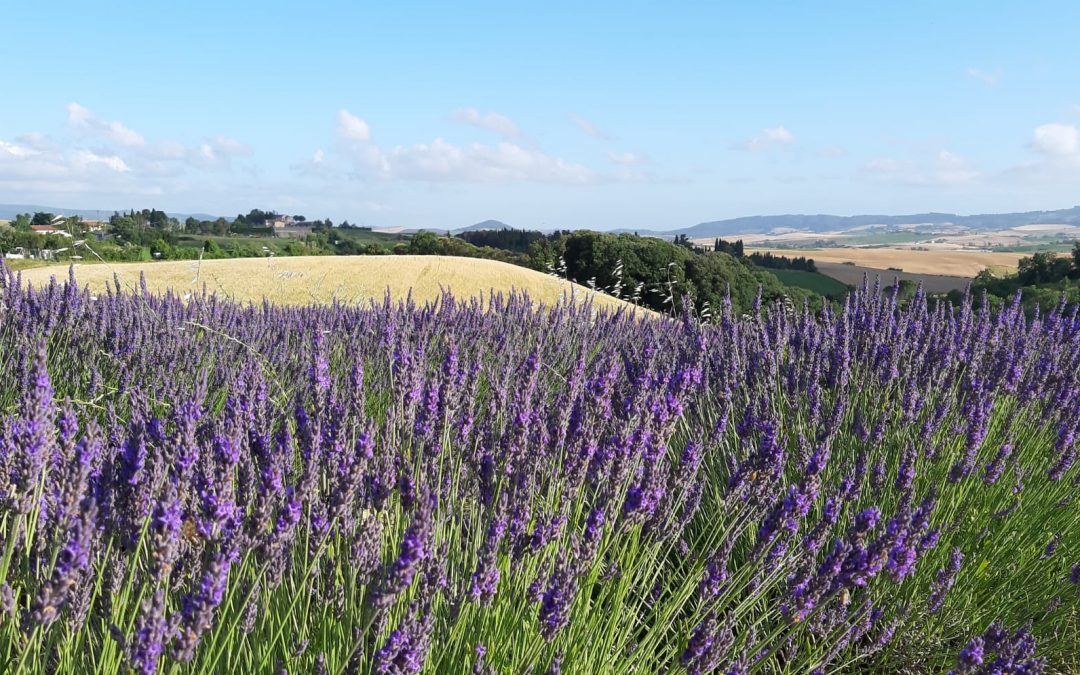 LAVANDA IN FIORE