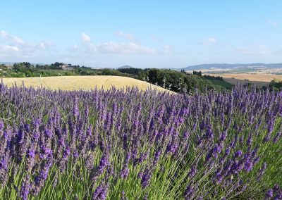 Santa Luce – Un itinerario tra i campi di lavanda