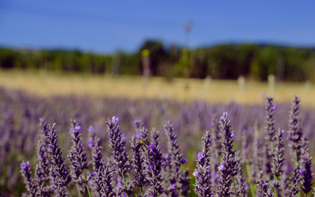 Lavanda in fiore sui Colli Pisani!