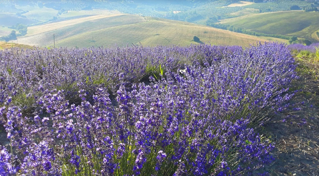 1° FESTIVAL della LAVANDA a Pieve Santa Luce