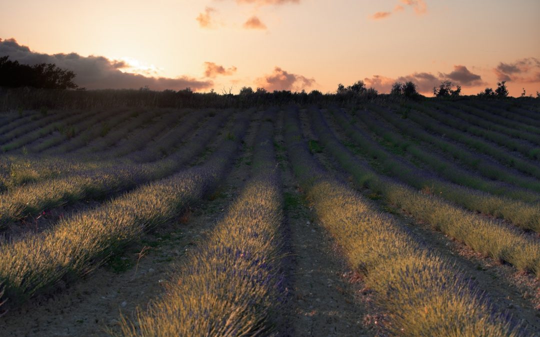 Un tramonto con la lavanda