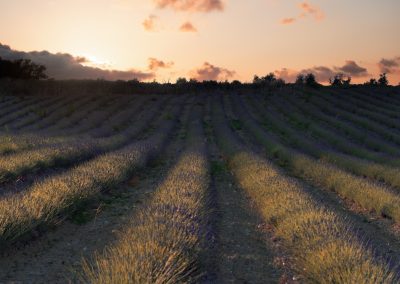 tramonto con la lavanda