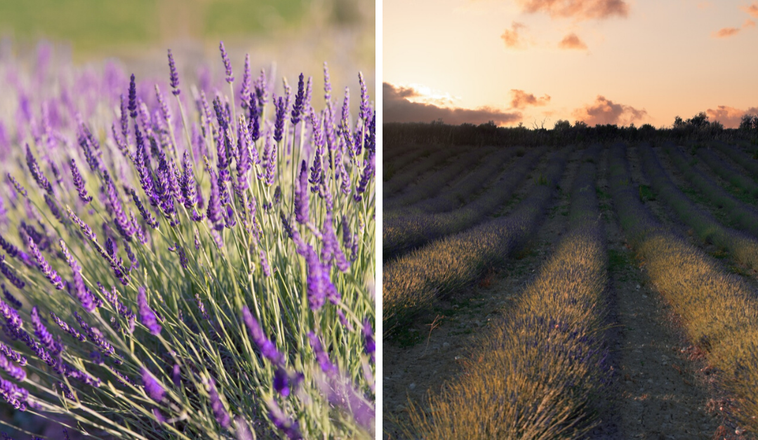 Lavanda toscana in fiore: eventi ed attività