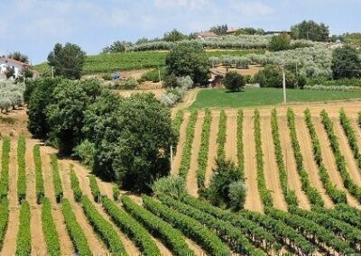 Azienda Agricola Bio Le Corsine – Josef Tscholl