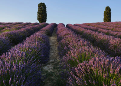 Azienda Agricola Bio Di Grigoli Angela